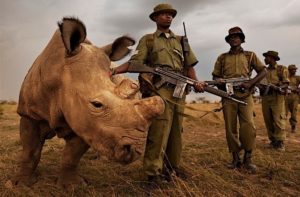 gardes armees protegent rhinoceros blanc nord sudan