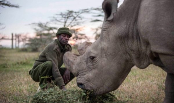 sudan rhinocéros blanc du nord mort extinction espèce