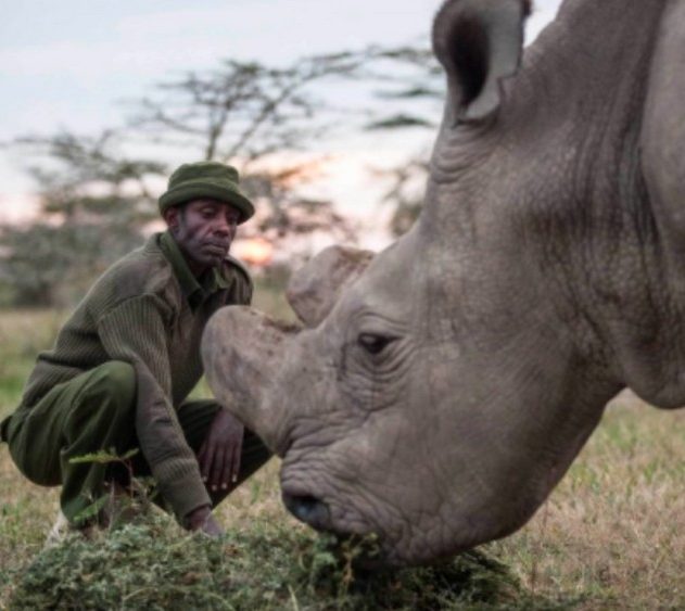 sudan rhinocéros blanc du nord mort extinction espèce