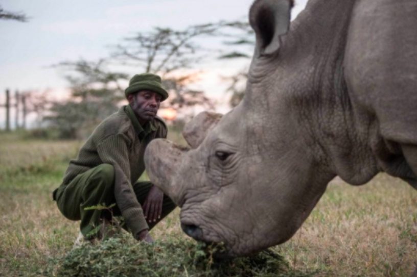sudan rhinocéros blanc du nord mort extinction espèce