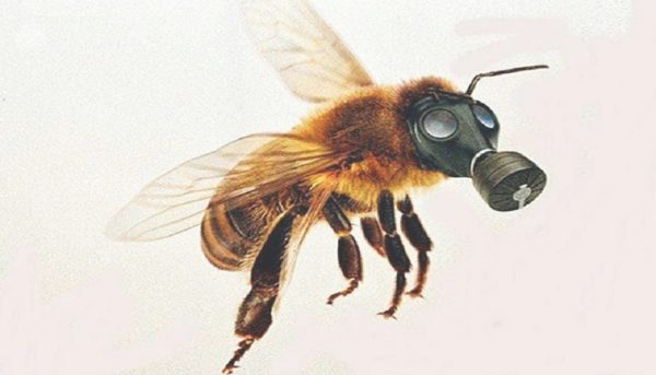 abeille masque