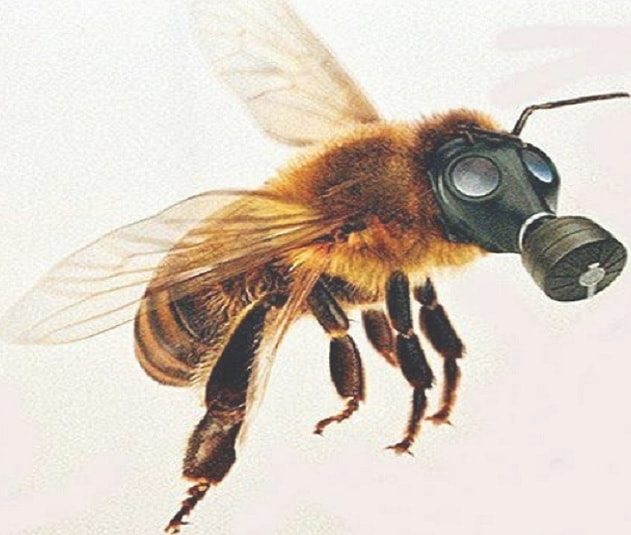 abeille masque