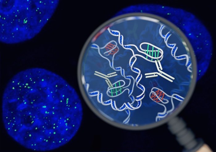 structure motif imotif i-motif adn cellule cellules humaines