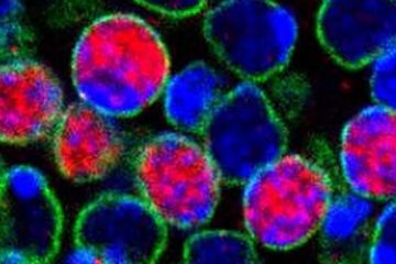 cellules souches cerveau g2