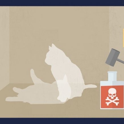 chat schrodinger bandeau