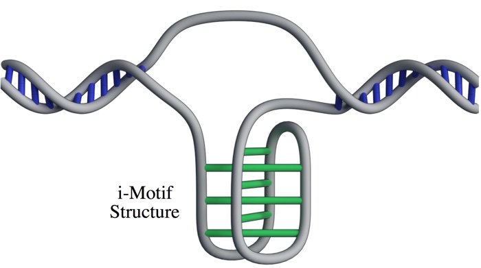 structure motif imotif i-motif adn cellule cellules humaines