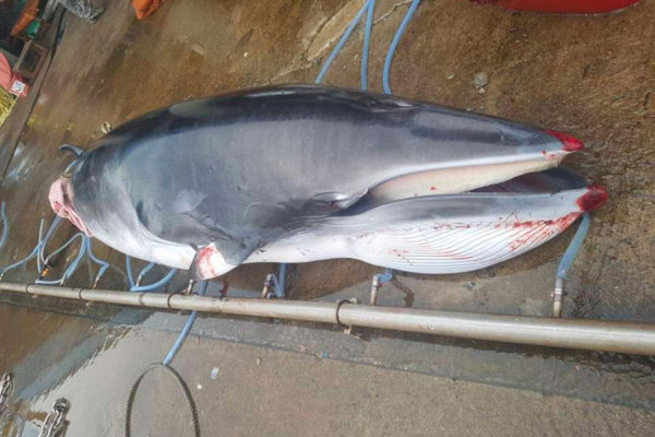 baleine morte chasse japon baleinier