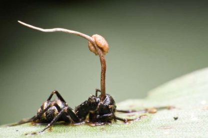 cordyceps fourmis insectes parasites cerveau