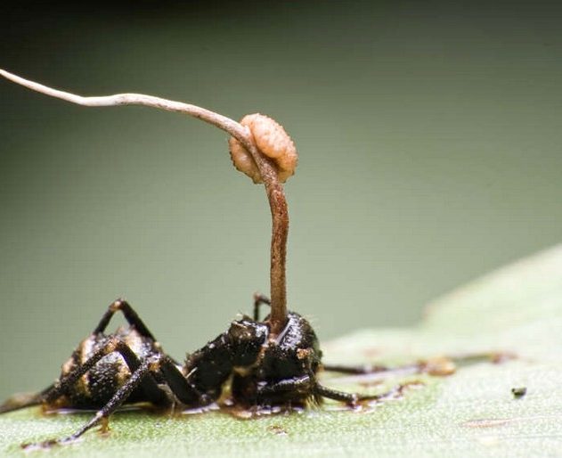 cordyceps fourmis insectes parasites cerveau
