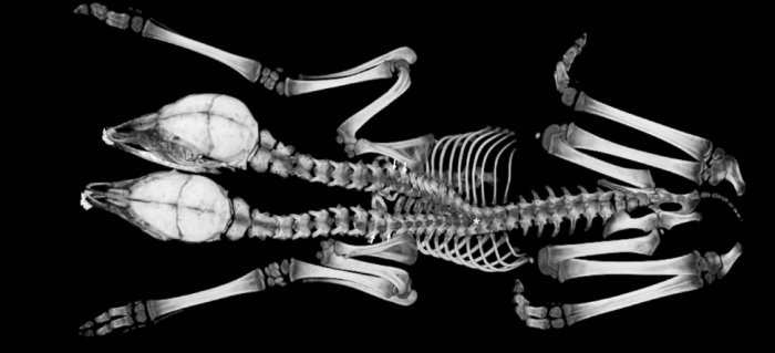 faon deux tetes squelette organes jumeaux siamois