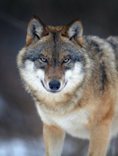 loup louve femelle morte abattue chasseur danemark denmark