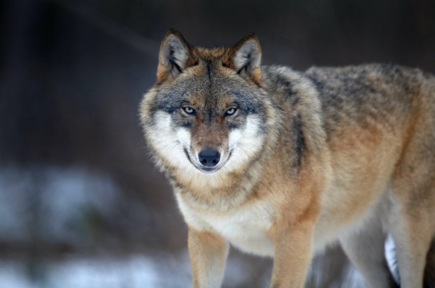 loup louve femelle morte abattue chasseur danemark denmark
