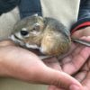 rat kangourou espèce disparition espoir nature agriculture