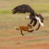 renard pygargue