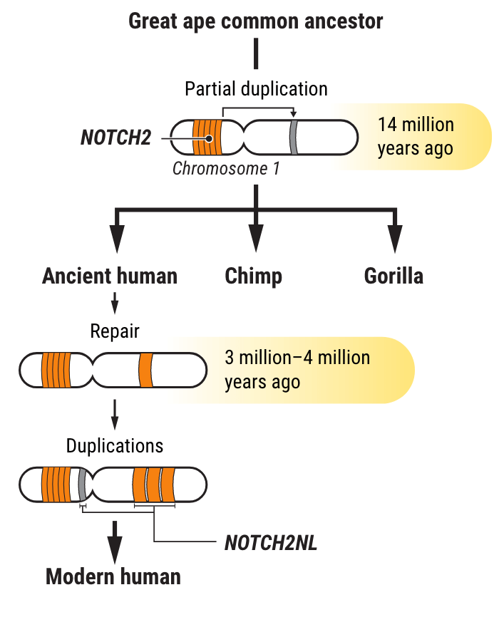chromosomeduplicationgenesNOTCH2 Trust My Science