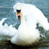 cygne agressif couple gay homosexuel