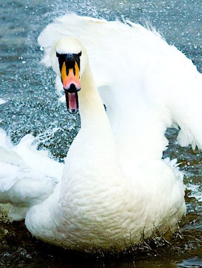 cygne agressif couple gay homosexuel