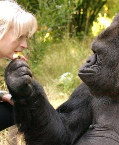 koko