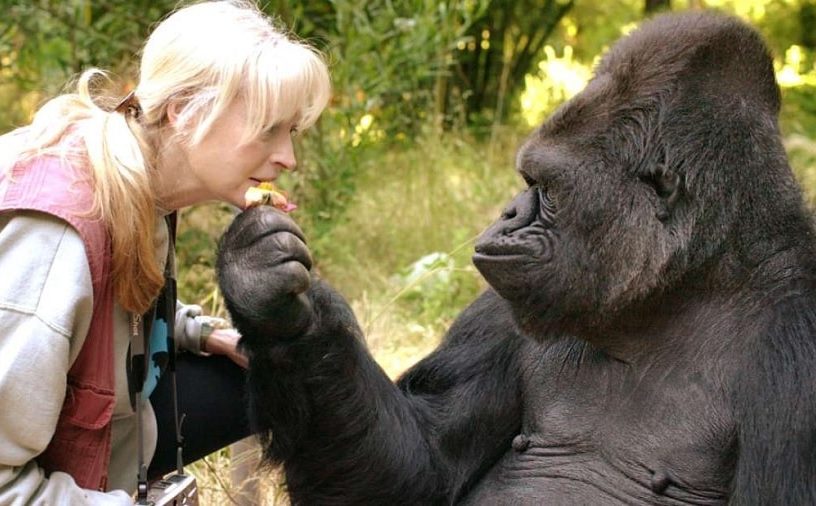 koko