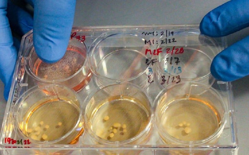 mini cerveaux neandertal in vitro