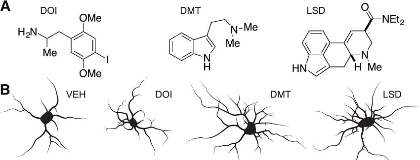 neurone drogue