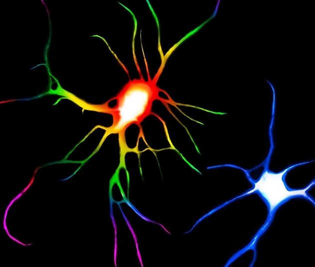 neurone lsd