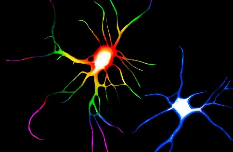 neurone lsd