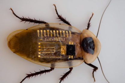 neurone nerf artificiel robot insecte sensations
