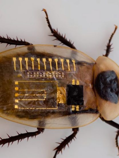 neurone nerf artificiel robot insecte sensations