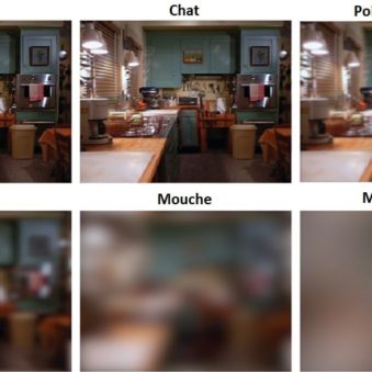 acuite visuelle animaux oeil résolution