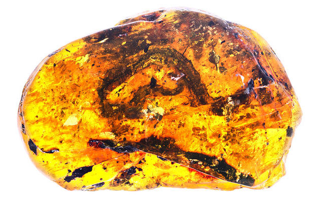 serpent fossile ambre serpenteau cretace