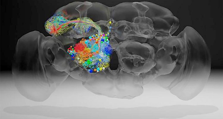 Combien De Cerveau A Une Pieuvre Des neurobiologistes obtiennent une image inédite ultra-détaillée du