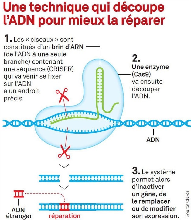 crispr édition génétique mutation réparation adn