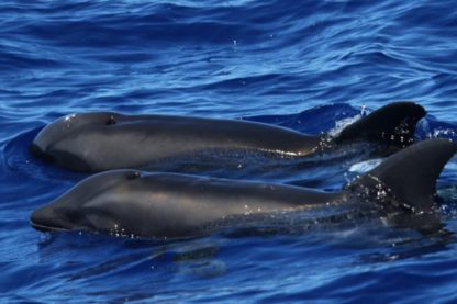 dauphin hybride mammifere baleine cetace hawaii