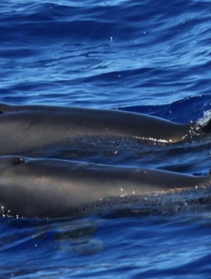 dauphin hybride mammifere baleine cetace hawaii