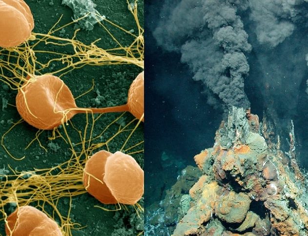 extremophiles bacteries conditions extremes