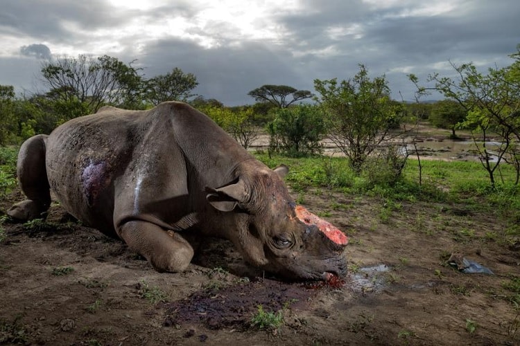 rhinoceros corne braconnage afrique