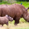 rhinoceros avec petit australie introduction