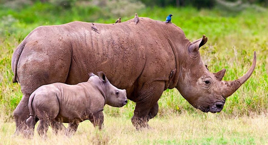 rhinoceros avec petit australie introduction