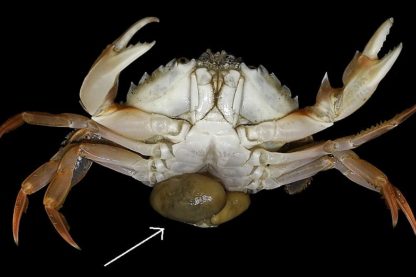 sacculine parasite crabe