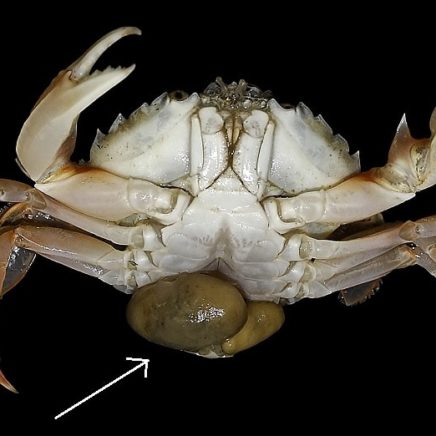 sacculine parasite crabe