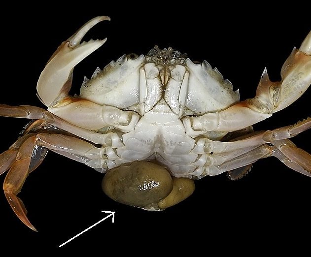 sacculine parasite crabe