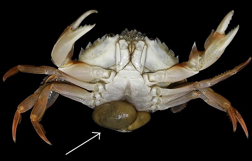 sacculine parasite crabe