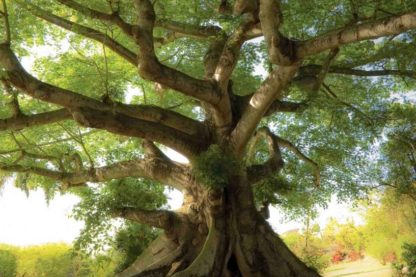 arbre rechauffement climatique climat bois densite faiblaisse