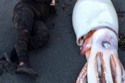 calamar geant nouvelle zelande