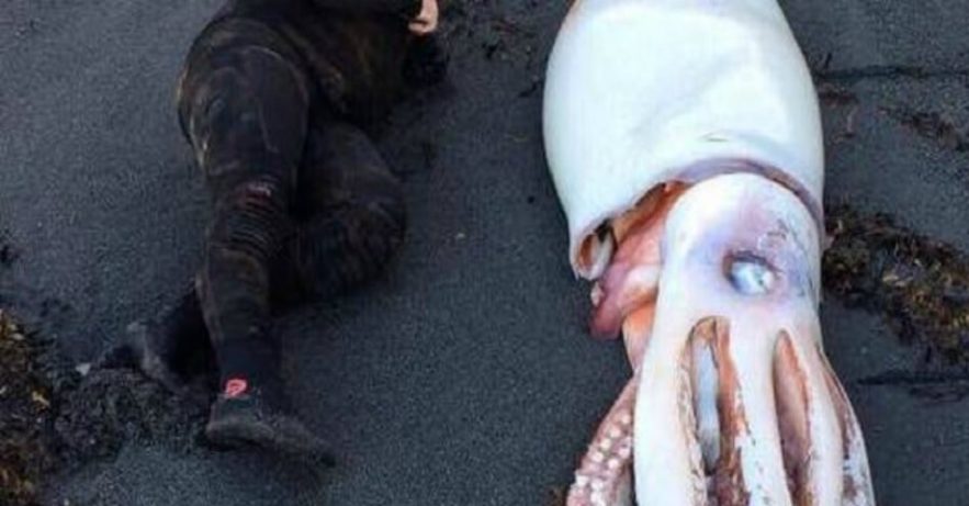 calamar geant nouvelle zelande