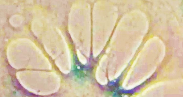 Angleterre : une piste pour inverser le vieillissement cellulaire Angleterre : une piste pour inverser le vieillissement cellulaire