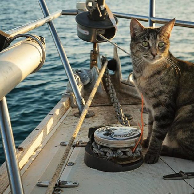 chat bateau naviguer navigateur viking navire
