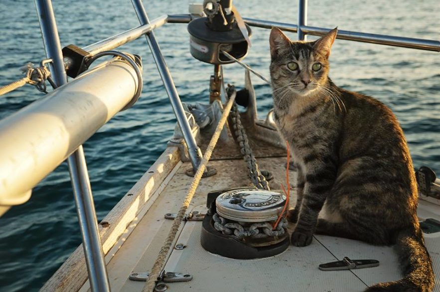 chat bateau naviguer navigateur viking navire