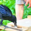 corbeau pose dechet dans double tiroir parc puy du fou